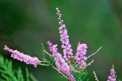 Tamarix pentadra - tamaryšek pětimužný - květy